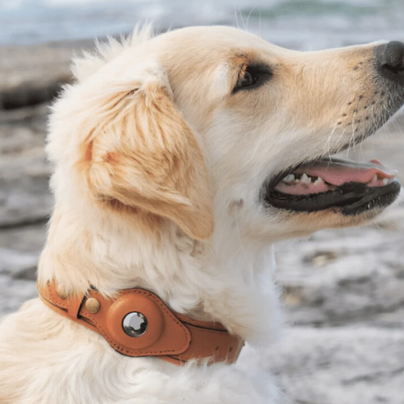 Dog Tracking Collar | Airtag Dog Collar | MagatPog